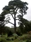 Pretty tree at Ightham Mote (41kb)